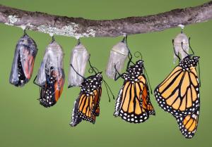 pupae to butterfly